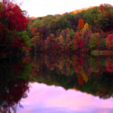 Beauty Beyond the Leaves