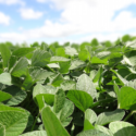 Seeding Big Ideas To Grow The Local Food Economy