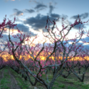 Funding Available to Help Grow Special Crops in West Virginia